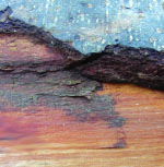 A Tree Along  a Poem on the Shore (mural book, pdf